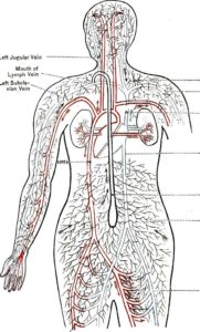 cévní a lymfatický systém